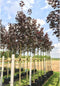 Rode Noorse esdoorn | Acer pl. 'Royal Red' 10-14 cm | Bomenbezorgd.nl