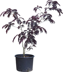 Rode Perzische slaapboom solitair Albizia julibrissin Summer chocol...