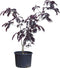 Rode Perzische slaapboom solitair Albizia julibrissin Summer chocol...