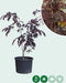 Rode Perzische slaapboom solitair Albizia julibrissin Summer chocol...