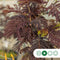 Rode Perzische slaapboom solitair Albizia julibrissin Summer chocol...