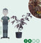 Rode Perzische slaapboom solitair Albizia julibrissin Summer chocol...