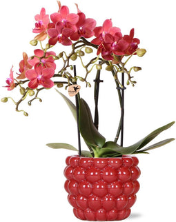 Rode Phalaenopsis orchidee – Congo + Berry sierpot – potmaat Ø9cm – 40cm hoog | bloeiende kamerplant in bloempot - vers van de kweker