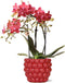 Rode Phalaenopsis orchidee – Congo + Berry sierpot – potmaat Ø9cm – 40cm hoog | bloeiende kamerplant in bloempot - vers van de kweker