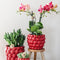Rode Phalaenopsis orchidee – Congo + Berry sierpot – potmaat Ø9cm – 40cm hoog | bloeiende kamerplant in bloempot - vers van de kweker