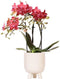 Rode Phalaenopsis orchidee – Congo + Gummy pot travertine – potmaat Ø9cm – 40cm hoog -