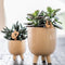 Rode Phalaenopsis orchidee – Congo + Gummy pot travertine – potmaat Ø9cm – 40cm hoog -
