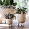 Rode Phalaenopsis orchidee – Congo + Gummy pot travertine – potmaat Ø9cm – 40cm hoog -