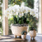Rode Phalaenopsis orchidee – Congo + Gummy pot travertine – potmaat Ø9cm – 40cm hoog -