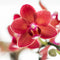 Rode Phalaenopsis orchidee – Congo + Gummy pot travertine – potmaat Ø9cm – 40cm hoog -
