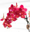 Rode Phalaenopsis orchidee – Congo + Gummy pot travertine – potmaat Ø9cm – 40cm hoog -