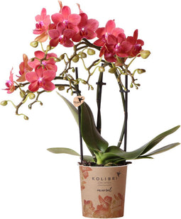 Rode Phalaenopsis orchidee - Congo - potmaat Ø9cm | bloeiende kamerplant - vers van de kweker