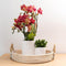 Rode Phalaenopsis orchidee - Congo - potmaat Ø9cm | bloeiende kamerplant - vers van de kweker
