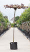 Rode sierpruim vierkant dak Prunus cer. Nigra h 210 cm st. omtrek 8...