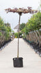 Rode sierpruim vierkant dak Prunus cer. Nigra h 230 cm st. omtrek 8...