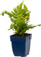 Rode sluiervaren - Dryopteris erythrosora | 1 stuk | Schaduwplant | tuinplant schaduw | 11x11 cm Kwekerspot
