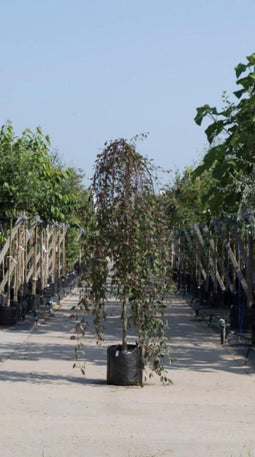 Rode treur sierappel | Malus 'Royal Beauty' 6-10 cm 180 cm| Bomenbezorgd.nl