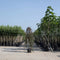 Rode treur sierappel | Malus 'Royal Beauty' 6-10 cm 180 cm| Bomenbezorgd.nl