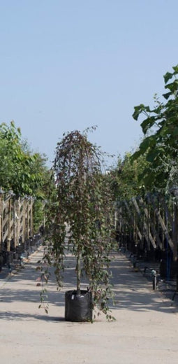 Rode treur sierappel | Malus 'Royal Beauty' 6-10 cm 220 cm| Bomenbezorgd.nl
