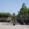 Rode treur sierappel | Malus 'Royal Beauty' 6-10 cm 220 cm| Bomenbezorgd.nl