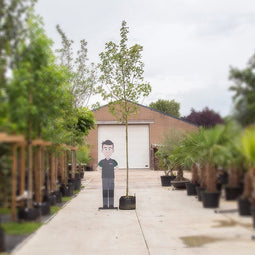 Rode veldesdoorn | Acer campestre 'Red Shine' 10-14 cm | Bomenbezorgd.nl