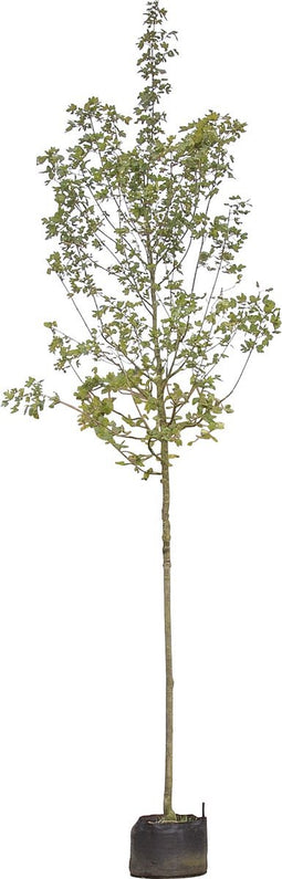 Rode veldesdoorn | Acer campestre 'Red Shine' 14-18 cm | Bomenbezorgd.nl