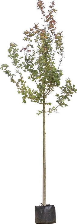 Rode veldesdoorn | Acer campestre 'Red Shine' 6-10 cm | Bomenbezorgd.nl