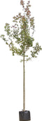 Rode veldesdoorn | Acer campestre 'Red Shine' 6-10 cm | Bomenbezorgd.nl