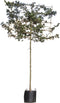 Rode veldesdoorn leiboom 180 cm | Acer campestre 'Red Shine' 8-12 cm | Bomenbezorgd.nl