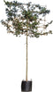 Rode veldesdoorn leiboom 180 cm | Acer campestre 'Red Shine' 8-12 cm | Bomenbezorgd.nl