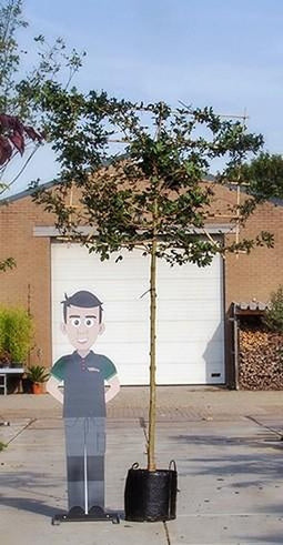 Rode veldesdoorn leiboom 200 cm | Acer campestre 'Red Shine' 10-14 cm | Bomenbezorgd.nl