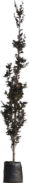 Rode zuilbeuk Fagus sylvatica Dawyck Purple 550 cm