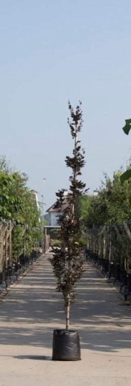 Rode zuilbeuk Fagus sylvatica Dawyck Purple Totaalhoogte 300-400 cm