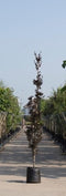 Rode zuilbeuk Fagus sylvatica Dawyck Purple Totaalhoogte 300-400 cm