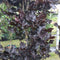 Rode zuilbeuk Fagus sylvatica Dawyck Purple Totaalhoogte 300-400 cm