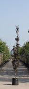 Rode zuilbeuk Fagus sylvatica Dawyck Purple Totaalhoogte 400-500 cm