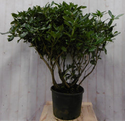 Rododendron 120 cm paars