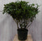 Rododendron 120 cm paars