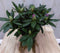 Rododendron 40 cm paars