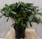 Rododendron 60 cm paars