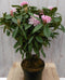 Rododendron 80 cm paars