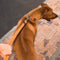 Rogz For Dogs Lumberjack Choker Hondenriem - Oranje - 25 mm x 43-73 cm