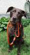 Rogz For Dogs Lumberjack Choker Hondenriem - Oranje - 25 mm x 43-73 cm