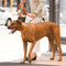 ROGZ FOR DOGS | Rogz For Dogs Fanbelt Choker Turqouise