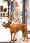 ROGZ FOR DOGS | Rogz For Dogs Fanbelt Choker Turqouise