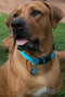ROGZ FOR DOGS | Rogz For Dogs Fanbelt Halsband Turquoise