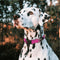 ROGZ FOR DOGS | Rogz For Dogs Fanbelt Halsband Turquoise