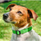 Rogz For Dogs Snake Halsband Rood 16 mmx26-40 cm