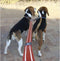 Rogz For Dogs Snake Hondenriem Splitter - 16 mm x 23 cm - Zwart