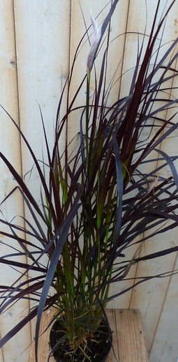 Rood gras GROOT 100 cm